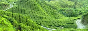 Pastoral Prints: BOH Sungai Palas tea plantation, Cameron Highlands, Pahang, Malaysia