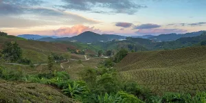 Hues Prints: BOH Sungai Palas tea plantation at sunset, Cameron Highlands, Pahang, Malaysia