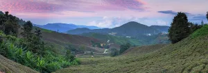 Plantation Prints: BOH Sungai Palas tea plantation at sunset, Cameron Highlands, Pahang, Malaysia