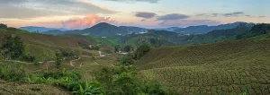 Plantation Prints: BOH Sungai Palas tea plantation at sunset, Cameron Highlands, Pahang, Malaysia