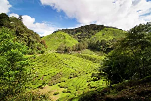 Abundance Prints: BOH tea plantation, Cameron Highlands, Malaysia, Southeast Asia, Asia