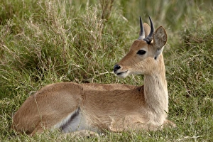 Bohor reedbuck (Redunca redunca) buck, Serengeti National Park, Tanzania