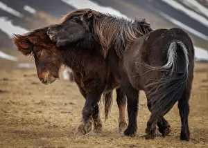 Friendship Prints: Boisterous Icelandic horses, Snaefellsness Peninsula, Iceland