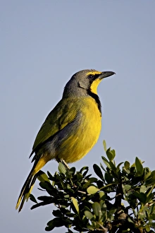 Images Dated 8th November 2006: Bokmakierie (Telophorus zeylonus)