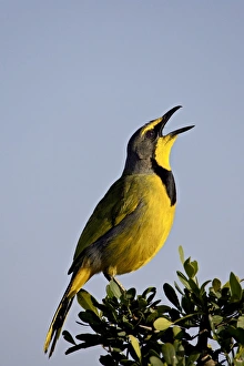 Images Dated 8th November 2006: Bokmakierie (Telophorus zeylonus) singing, Addo Elephant National Park