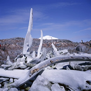 Bone Prints: Bones, relic of whaling industry, Port Lockroy, Antarctic Peninsula, Antarctica