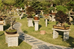 Pot Plant Prints: Bonsais, Baos Family Garden, Tangyue Village, Anhui Province, China, Asia