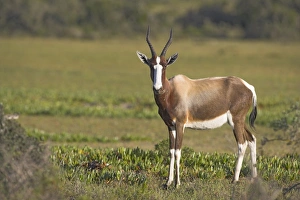 One Animal Only Prints: Bontebok, Damaliscus dorcas
