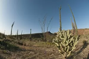 Images Dated 20th March 2010: The boojum, a rare endemic cactus of the Baja peninsula, boojum (cirio) (Fouquieria columnaris)