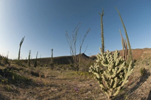 Cacti Prints: The boojum, a rare endemic cactus of the Baja peninsula