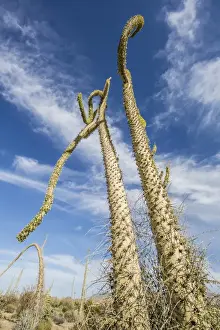 Boojum tree (Cirio) (Fouquieria columnaris) at sunset near Bahia de Los Angeles, Baja California
