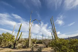 Baja California Prints: Boojum tree (Cirio) (Fouquieria columnaris) at sunset near Bahia de Los Angeles