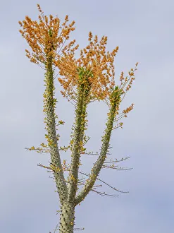 Natural Light Prints: Boojum tree (Fouquieria columnaris)