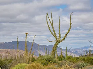 Cacti Prints: Boojum tree (Fouquieria columnaris)