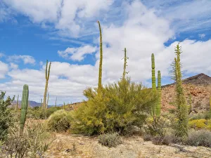 Shrub Prints: Boojum tree (Fouquieria columnaris)