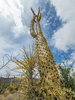 Foreground Prints: Boojum tree (Fouquieria columnaris)