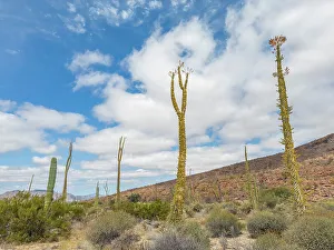 Sustainability Prints: Boojum tree (Fouquieria columnaris)