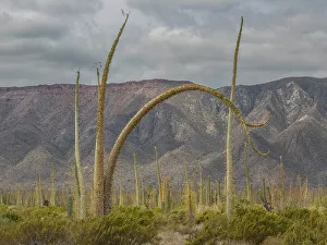Rare Prints: Boojum tree (Fouquieria columnaris)