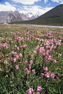 Pakistani Prints: At the border to China, Karakoam Highway, Pamir, Pakistan, Asia