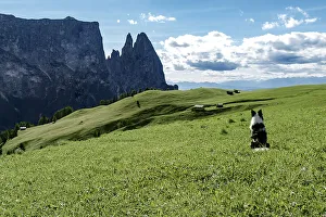 Domestic Animals Prints: Border collie dog admiring the panorama on Alpe di Siusi, Dolomites, Trentino-Alto Adige