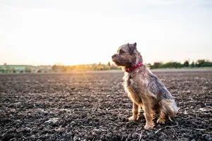 Canine Prints: Border Terrier with red collar sitting in a field at sunset, United Kingdom, Europe