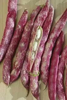 Images Dated 24th August 2008: Borlotti beans