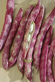 Images Dated 24th August 2008: Borlotti beans