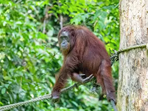 Rope Prints: Bornean orangutan moving along a rope at the rehabilitation center in Sabah, Malaysia