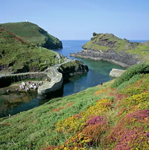 Blooming Prints: Boscastle Harbour, Boscastle, Cornwall, England, United Kingdom, Europe