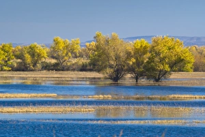Wildlife Refuge Prints: Bosque de Apache National Wildlife Refuge, Socorro, New Mexico, United States of America