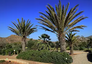 Gravel Prints: Botanical gardens at Rodalquilar