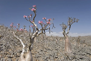Images Dated 5th February 2008: Bottle-tree (Adenium obesum), endemic to island, known as desert rose, Diksam Plateau