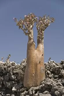 Images Dated 5th February 2008: Bottle-tree (desert rose) (adenium obesum) endemic to island, Diksam Plateau
