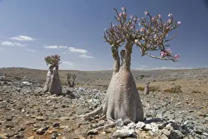 Arid Landscapes Prints: Bottle-tree (desert rose) (adenium obesum) endemic to island, Diksam Plateau