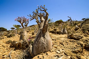 Bottle trees in bloom (Adenium obesum), endemic tree of Socotra, Homil Protected Area, island of Socotra, UNESCO World Heritage Site, Yemen, Middle East