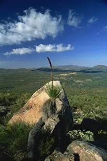 South Australia Prints: Bottlebrush plant (Callistemons) and view northwest from Mount Ohlssen Bagge across Wilpena Pound