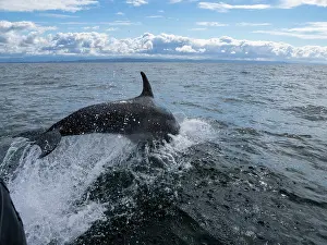 Cruising Prints: Bottlenose dolphin bow riding off the coast while skiff moves through water near Newport Beach