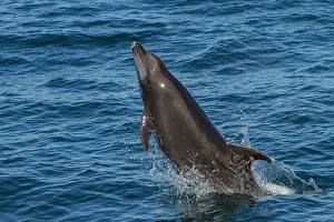 Playful Prints: Bottlenose dolphin leaps in the Gulf of California near Baja California in Mexico during a bright day
