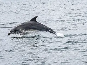 Cruising Prints: Bottlenose dolphin leaps out of the water near a skiff off the coast of Newport Beach