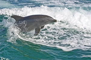 Jump Prints: Bottlenose dolphin in the sea, The Bahamas, West Indies, Central America