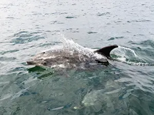 Oceanic Prints: Bottlenose dolphin surfaces near boat in coastal waters off California