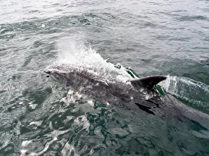 Body Prints: Bottlenose dolphin surfaces near skiff in Newport Beach, California, during a sunny day
