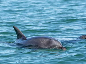 Oceanic Prints: Bottlenose dolphin surfacing in clear waters off Isla Carmen in Baja California Sur Mexico