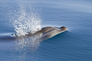 Droplet Prints: Bottlenose dolphin (Tursiops truncatus)
