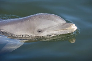 Head Section Prints: Bottlenose Dolphin, Tursiops tursiops, Grassy Key, Florida, United States of America