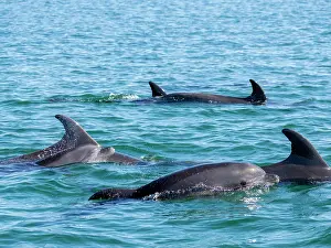 Bond Prints: Bottlenose dolphins surfacing in the waters of Baja California Sur