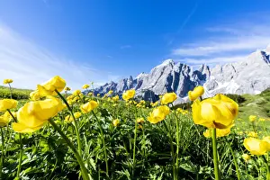Mountain Ranges Prints: Bottondoro (globeflowers) (Trollius europaeus) flowers in bloom framing Cima dei Colesei