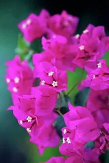 Flowering Collection: Bougainvillea blooming