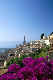 Bougainvillea in flower, Menton, Alpes-Maritimtes, Cote d Azur, Provence