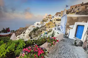 Bougainvillea Prints: Bougainvillea flowers and typical houses on the Aegean Sea at sunrise, Oia, Santorini